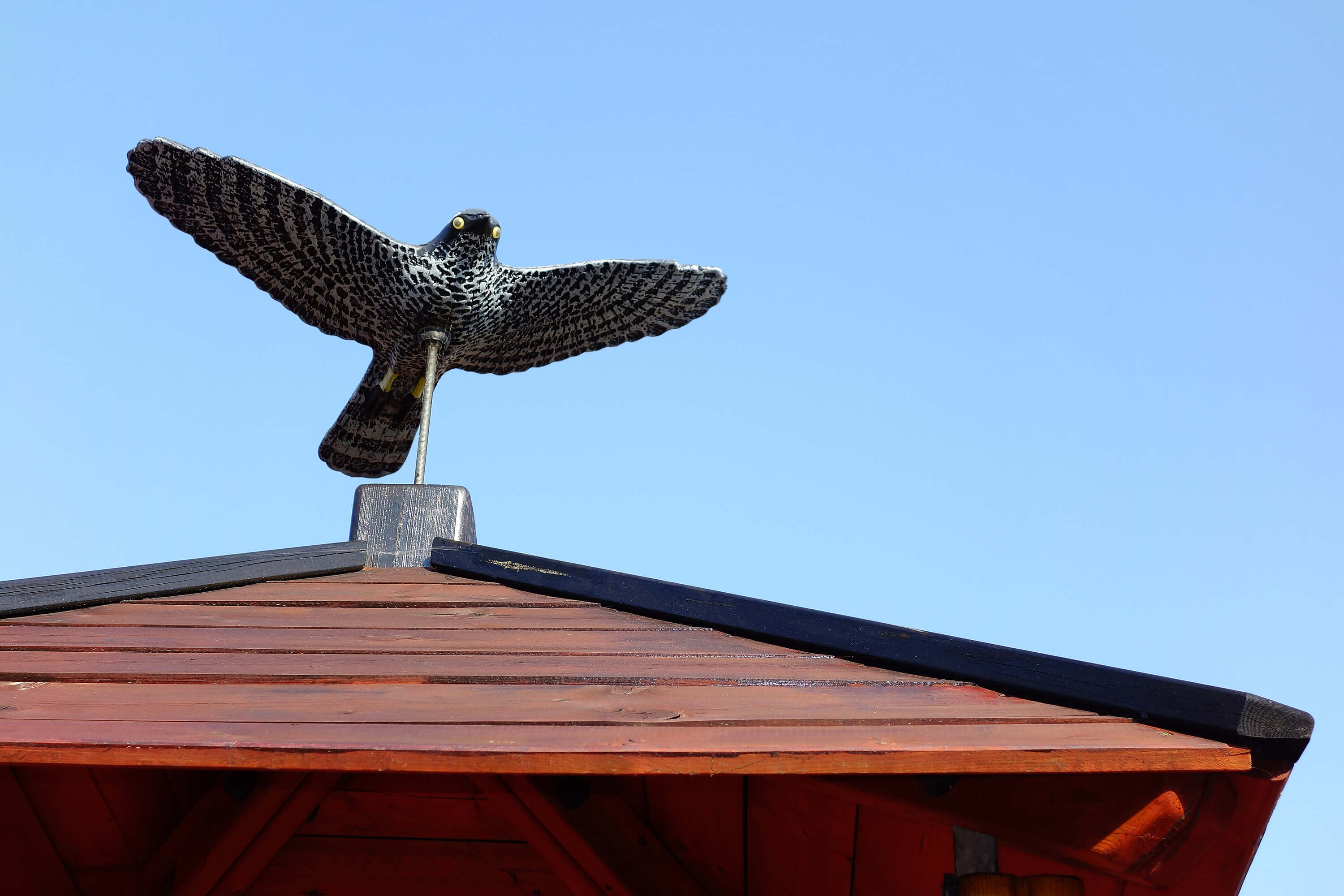защита от птиц на крыше